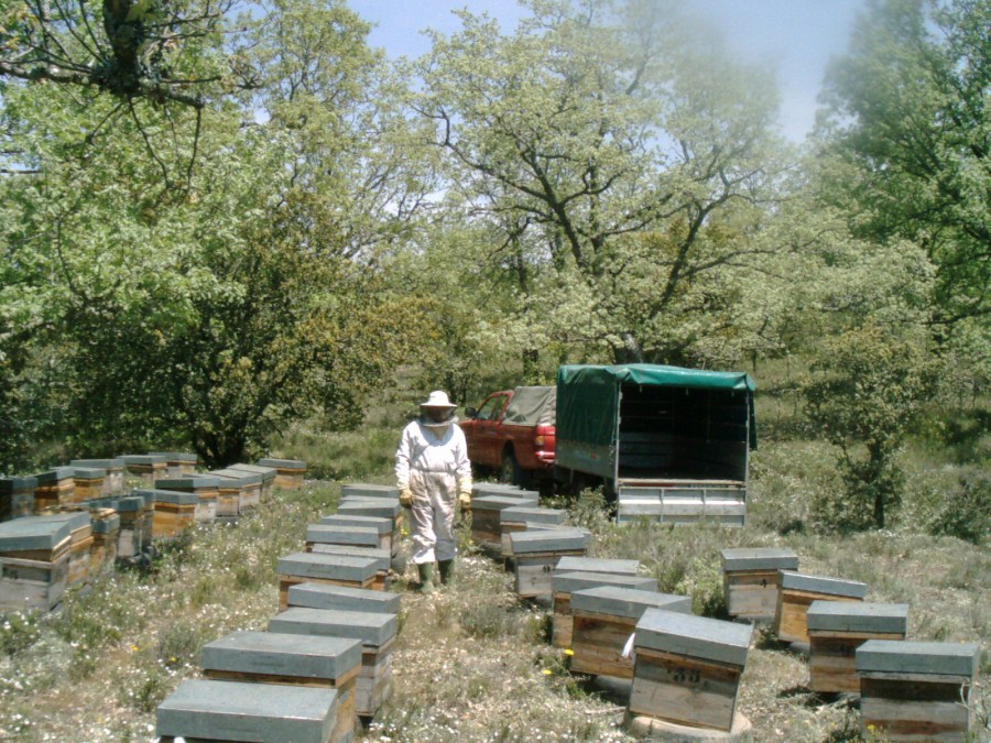 Miel Ecológica URZAPA exportará enjambres y reinas ecológicas de León