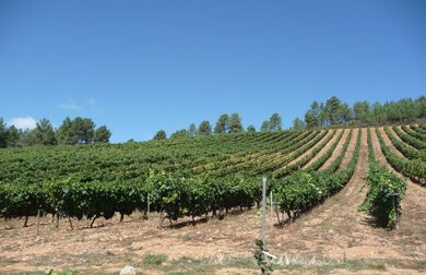 Los viticultores de Castilla y León podrán pedir ayudas para reestructuración y reconversión de viñedos